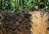 Terra preta criada por povos pré-coloniais permanece fértil após mil anos, enquanto o solo vizinho continua pobre Terra preta criada por povos pré-coloniais permanece fértil após mil anos, enquanto o solo vizinho continua pobre