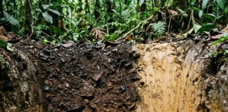 Terra preta criada por povos pré-coloniais permanece fértil após mil anos, enquanto o solo vizinho continua pobre Terra preta criada por povos pré-coloniais permanece fértil após mil anos, enquanto o solo vizinho continua pobre