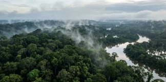 Floresta amazônica bombeia até 20 bilhões de toneladas de água por dia e ajuda a levar chuva ao Centro-Sul Floresta amazônica bombeia até 20 bilhões de toneladas de água por dia e ajuda a levar chuva ao Centro-Sul