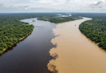 Rios Negro e Solimões percorrem cerca de 6 quilômetros lado a lado antes de misturar temperaturas, velocidades e sedimentos Rios Negro e Solimões percorrem cerca de 6 quilômetros lado a lado antes de misturar temperaturas, velocidades e sedimentos