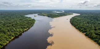Rios Negro e Solimões percorrem cerca de 6 quilômetros lado a lado antes de misturar temperaturas, velocidades e sedimentos Rios Negro e Solimões percorrem cerca de 6 quilômetros lado a lado antes de misturar temperaturas, velocidades e sedimentos
