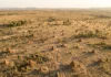 Campo de cupinzeiros brasileiro visível do espaço mantém túneis ativos após 4 mil anos e revela uma obra coletiva fora de escala Campo de cupinzeiros brasileiro visível do espaço mantém túneis ativos após 4 mil anos e revela uma obra coletiva fora de escala