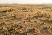 Campo de cupinzeiros brasileiro visível do espaço mantém túneis ativos após 4 mil anos e revela uma obra coletiva fora de escala Campo de cupinzeiros brasileiro visível do espaço mantém túneis ativos após 4 mil anos e revela uma obra coletiva fora de escala