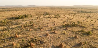 Campo de cupinzeiros brasileiro visível do espaço mantém túneis ativos após 4 mil anos e revela uma obra coletiva fora de escala Campo de cupinzeiros brasileiro visível do espaço mantém túneis ativos após 4 mil anos e revela uma obra coletiva fora de escala