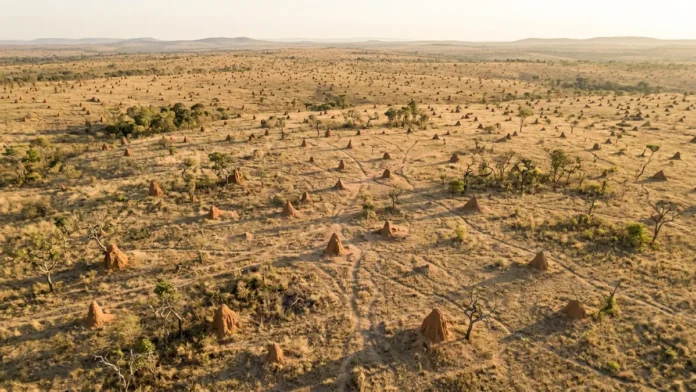 Campo de cupinzeiros brasileiro visível do espaço mantém túneis ativos após 4 mil anos e revela uma obra coletiva fora de escala Campo de cupinzeiros brasileiro visível do espaço mantém túneis ativos após 4 mil anos e revela uma obra coletiva fora de escala