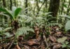 Estudo com 34 anos de dados revela como fragmentos e chuva moldam a regeneração da Mata Atlântica Estudo com 34 anos de dados revela como fragmentos e chuva moldam a regeneração da Mata Atlântica