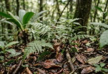 Estudo com 34 anos de dados revela como fragmentos e chuva moldam a regeneração da Mata Atlântica Estudo com 34 anos de dados revela como fragmentos e chuva moldam a regeneração da Mata Atlântica