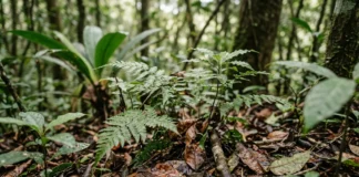 Estudo com 34 anos de dados revela como fragmentos e chuva moldam a regeneração da Mata Atlântica Estudo com 34 anos de dados revela como fragmentos e chuva moldam a regeneração da Mata Atlântica