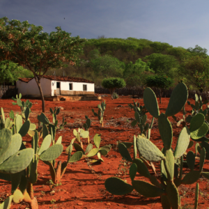 Brasil anuncia recuperação de 16,3 milhões de hectares até 2030 após mais de uma década de atraso Brasil anuncia recuperação de 16,3 milhões de hectares até 2030 após mais de uma década de atraso