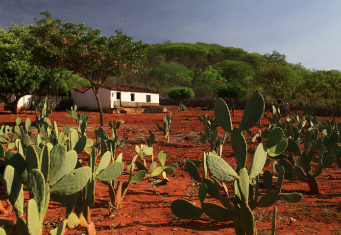 Brasil anuncia recuperação de 16,3 milhões de hectares até 2030 após mais de uma década de atraso Brasil anuncia recuperação de 16,3 milhões de hectares até 2030 após mais de uma década de atraso