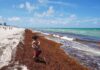 Oceanos batem recorde de 21,1°C em agosto, enquanto El Niño acelera calor e ameaça costas e pesca Oceanos batem recorde de 21,1°C em agosto, enquanto El Niño acelera calor e ameaça costas e pesca