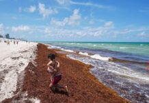 Oceanos batem recorde de 21,1°C em agosto, enquanto El Niño acelera calor e ameaça costas e pesca Oceanos batem recorde de 21,1°C em agosto, enquanto El Niño acelera calor e ameaça costas e pesca