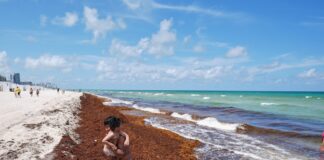 Oceanos batem recorde de 21,1°C em agosto, enquanto El Niño acelera calor e ameaça costas e pesca Oceanos batem recorde de 21,1°C em agosto, enquanto El Niño acelera calor e ameaça costas e pesca