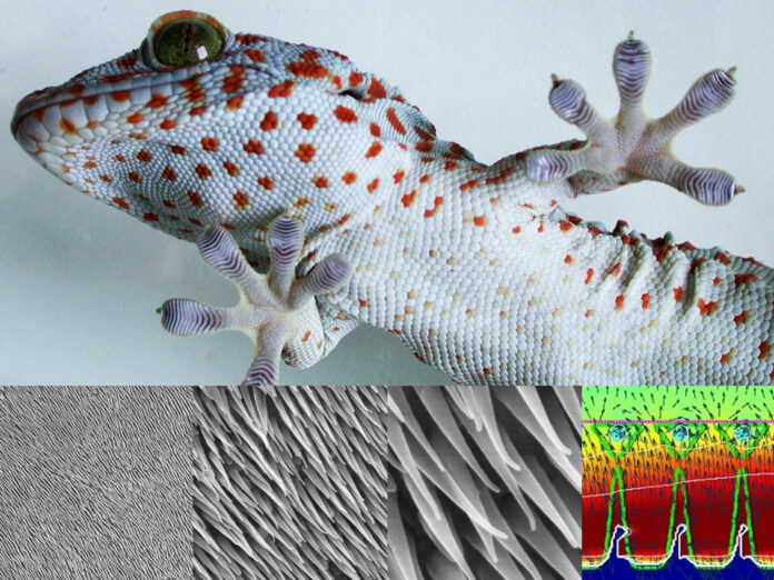 Lagartos do deserto escondem pelos microscópicos na pele e podem reduzir a perda de água, mostra modelo Lagartos do deserto escondem pelos microscópicos na pele e podem reduzir a perda de água, mostra modelo