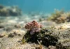 Itália solta 130 mil filhotes de polvo no Mediterrâneo para conter caranguejo-azul e proteger espécies locais Itália solta 130 mil filhotes de polvo no Mediterrâneo para conter caranguejo-azul e proteger espécies locais