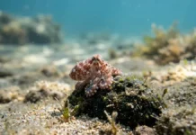 Itália solta 130 mil filhotes de polvo no Mediterrâneo para conter caranguejo-azul e proteger espécies locais Itália solta 130 mil filhotes de polvo no Mediterrâneo para conter caranguejo-azul e proteger espécies locais
