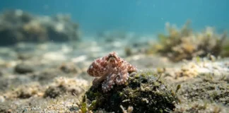 Itália solta 130 mil filhotes de polvo no Mediterrâneo para conter caranguejo-azul e proteger espécies locais Itália solta 130 mil filhotes de polvo no Mediterrâneo para conter caranguejo-azul e proteger espécies locais