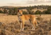 1 teste genético revela que a maioria dos cães selvagens australianos tem ancestralidade dingo predominante e coloca 2 rótulos no centro da política de abate 1 teste genético revela que a maioria dos cães selvagens australianos tem ancestralidade dingo predominante e coloca 2 rótulos no centro da política de abate