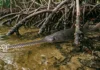 Peixe-serra-de-dente-pequeno volta após décadas a berçário de mangue, enquanto rastreamento revela uso repetido depois de episódios que mataram centenas Peixe-serra-de-dente-pequeno volta após décadas a berçário de mangue, enquanto rastreamento revela uso repetido depois de episódios que mataram centenas