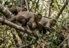 Frutas escassas fazem macacos-prego caçar lagartos e cobras, e estudo reabre pista sobre a dieta humana Frutas escassas fazem macacos-prego caçar lagartos e cobras, e estudo reabre pista sobre a dieta humana