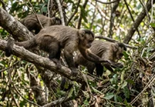 Frutas escassas fazem macacos-prego caçar lagartos e cobras, e estudo reabre pista sobre a dieta humana Frutas escassas fazem macacos-prego caçar lagartos e cobras, e estudo reabre pista sobre a dieta humana