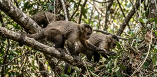 Frutas escassas fazem macacos-prego caçar lagartos e cobras, e estudo reabre pista sobre a dieta humana Frutas escassas fazem macacos-prego caçar lagartos e cobras, e estudo reabre pista sobre a dieta humana