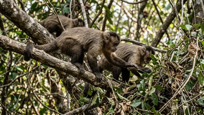 Frutas escassas fazem macacos-prego caçar lagartos e cobras, e estudo reabre pista sobre a dieta humana