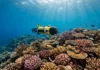 Um robô submarino autônomo encontra recifes saudáveis escondidos e abre duas novas possibilidades para mapear e conservar corais Um robô submarino autônomo encontra recifes saudáveis escondidos e abre duas novas possibilidades para mapear e conservar corais