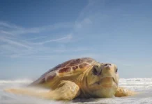 Tartaruga mais ameaçada do mundo encalha no Canadá, sobrevive ao frio e volta ao mar nas Bahamas Tartaruga mais ameaçada do mundo encalha no Canadá, sobrevive ao frio e volta ao mar nas Bahamas