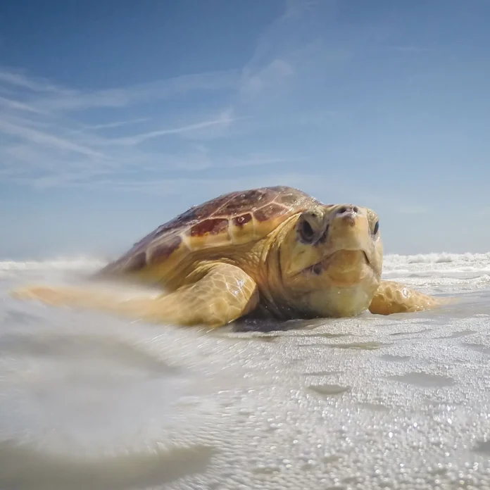 Tartaruga mais ameaçada do mundo encalha no Canadá, sobrevive ao frio e volta ao mar nas Bahamas