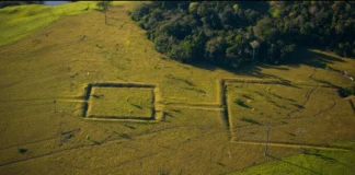 Por 8 mil anos, povos manejaram a Amazônia, espalharam árvores úteis e deixaram pistas sob a floresta Por 8 mil anos, povos manejaram a Amazônia, espalharam árvores úteis e deixaram pistas sob a floresta
