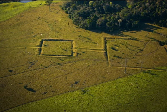 Por 8 mil anos, povos manejaram a Amazônia, espalharam árvores úteis e deixaram pistas sob a floresta