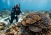 Micróbios da água do mar detectam corais doentes antes dos sinais visíveis, enquanto recifes sustentam mais de 25% da vida marinha e 1 bilhão de pessoas Micróbios da água do mar detectam corais doentes antes dos sinais visíveis, enquanto recifes sustentam mais de 25% da vida marinha e 1 bilhão de pessoas