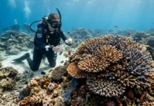 Micróbios da água do mar detectam corais doentes antes dos sinais visíveis, enquanto recifes sustentam mais de 25% da vida marinha e 1 bilhão de pessoas Micróbios da água do mar detectam corais doentes antes dos sinais visíveis, enquanto recifes sustentam mais de 25% da vida marinha e 1 bilhão de pessoas
