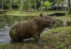 Capivaras saíram de uma lagoa de Belém com plantas grudadas no pelo e, seis meses depois, a espécie já aparecia em seis pontos do campus