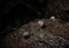 Pesquisadores passam três anos explorando 31 cavernas de ferro em Carajás e descobrem duas espécies de caracóis que eram desconhecidas pela ciência