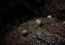 Pesquisadores passam três anos explorando 31 cavernas de ferro em Carajás e descobrem duas espécies de caracóis que eram desconhecidas pela ciência