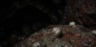 Pesquisadores passam três anos explorando 31 cavernas de ferro em Carajás e descobrem duas espécies de caracóis que eram desconhecidas pela ciência