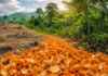 O detalhe escondido sob 12 mil toneladas de cascas de laranja que pode explicar o nascimento de uma floresta
