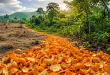 O detalhe escondido sob 12 mil toneladas de cascas de laranja que pode explicar o nascimento de uma floresta