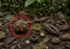 Castanheira só produz com abelhas-da-orquídea e cutias e leva mais de 500 anos para formar um pé que sustenta comunidades inteiras na Amazônia