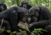 Chimpanzés chegam o rosto bem perto dos companheiros para assistir ao que eles estão fazendo e esse gesto discreto pode ajudar a transmitir uma cultura inteira