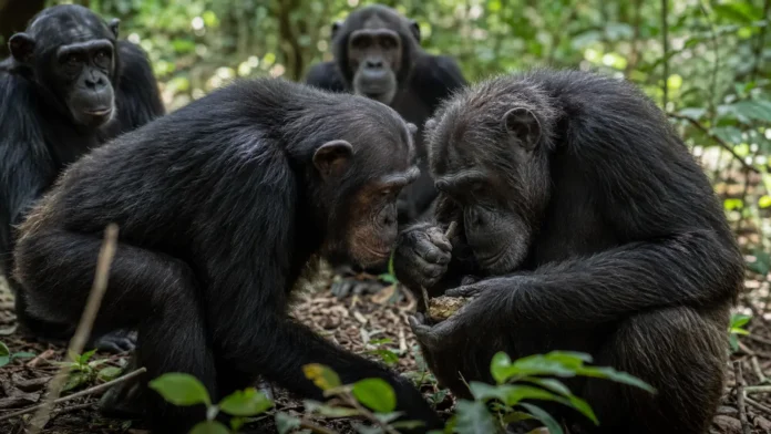 chimpanzes-observam-companheiros-de-perto