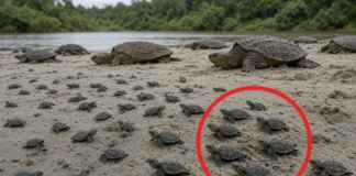 Comunidades tradicionais do rio Juruá protegem praias de nidificação por 40 anos, reduzem a pilhagem de ovos da tartaruga-gigante de 99% para apenas 2% e multiplicam ninhos e filhotes por até 10 vezes ao longo de 1.500 km, transformando as praias em ilhas de biodiversidade para dezenas de espécies