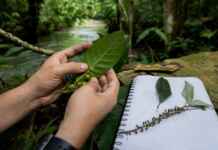 Conhecer uma planta é muito mais do que saber seu nome, e essa diferença pode mudar a forma como entendemos a Amazônia