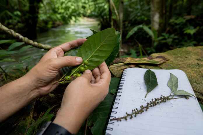 conhecimento-tradicional-plantas-amazonia