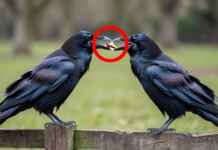 Desabafo na rede acusa as espécies de não evoluírem nem no respeito, mas lobos, corvos, morcegos e primatas cooperam sem moral humana Dois corvos num mourão de madeira, um oferecendo comida ao outro, com o pedaço de alimento em destaque
