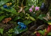 Mais de 2.000 novas espécies de plantas, insetos, peixes e anfíbios são descobertas na Amazônia entre 2015 e 2025 por 300 cientistas de 15 países