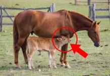 Boizinho abandonado pela vaca encontrou leite na égua do pasto, e o filhote mama nela como se fosse potro numa adoção entre espécies Égua adulta no pasto amamentando um boizinho abandonado, com o filhote bovino mamando sob a barriga dela