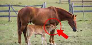 Boizinho abandonado pela vaca encontrou leite na égua do pasto, e o filhote mama nela como se fosse potro numa adoção entre espécies Égua adulta no pasto amamentando um boizinho abandonado, com o filhote bovino mamando sob a barriga dela
